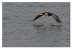 Cormorano in volo 2 Cormorano in volo 2