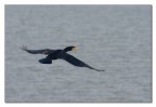 Cormorano in volo 3