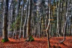 Bosco Atro Bosco Atro