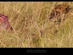Preda e predatore Preda e predatore