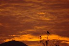 Alba Alba