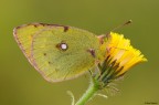 Colias crocea