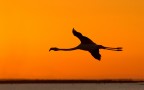 Flamingo sunset Flamingo sunset