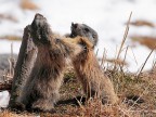 Marmotta # 14 Marmotta # 14