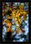 autunno autunno