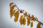 si sta come d'autunno sugli alberi le foglie si sta come d'autunno sugli alberi le foglie