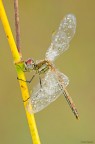 Dragonfly Dragonfly