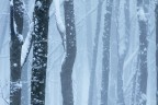 è arrivato l'inverno è arrivato l'inverno