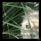 la mia micia ^_^
immagine pi� grande http://www.deviantart.com/view/22551642/