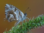 cacyreus marshalli cacyreus marshalli