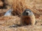 Marmotta # 15