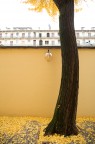 giallo giallo