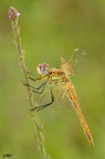 Sympetrum fonscolombii (S�lys, 1840) hd