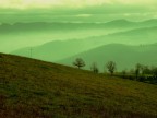green green