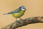 Cinciarella(Cyanistes caeruleus) Cinciarella(Cyanistes caeruleus)