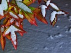 L'autunno è finito... L'autunno è finito...