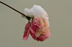 Rosa invernale