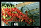 Chilli Peppers Chilli Peppers
