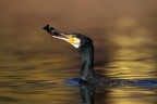 La pesca del cormorano La pesca del cormorano