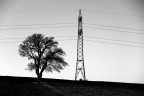Trees Trees