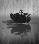 ho scattato questa foto ad una mosca morta con una canon 550D e tokina 100mm come obbiettivo
non essendo riuscita a metterla a fuoco in modo soddisfacente ( si nota eh?! :P ) ho provato a rielaborarla un po'