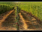 Vigneti # 11 Vigneti # 11