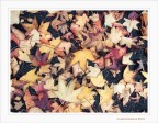 Bukara... autunnale. Bukara... autunnale.