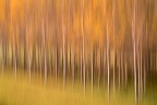 Colori dell'autunno Colori dell'autunno