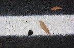 Traccia di una foglia Traccia di una foglia