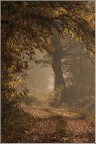 Carezze umide dell'autunno Carezze umide dell'autunno