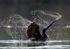 Cormorano Cormorano