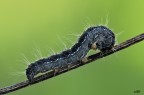 eriogaster lanestris eriogaster lanestris