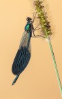 Calopteryx splendens Calopteryx splendens