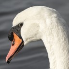 Cigno Cigno