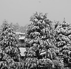 E' Natale...Io sono pronto!!!   Chi ha le mie palle???