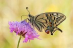 Papilio machaon Papilio machaon