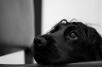 Audrey Audrey