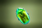 beauty macro beauty macro