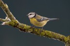 cinciarella cinciarella