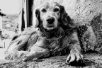 ciao! ... io sono un tuo amico ... ciao! ... io sono un tuo amico ...