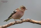Fringuello Fringuello