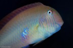Xyrichtys novacula Xyrichtys novacula