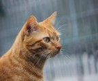 profilo di gatto... profilo di gatto...