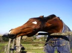 fame da cavallo!!! fame da cavallo!!!