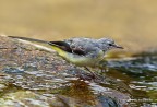 ballerina gialla (Motacilla cinerea) ballerina gialla (Motacilla cinerea)