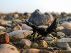 Ocypus olens Ocypus olens