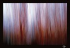 alberi alberi
