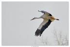 Cicogna, in volo per�...