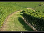 Vigneti # 12 Vigneti # 12