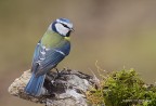 Cinciarella (Cyanistes caeruleus) Cinciarella (Cyanistes caeruleus)